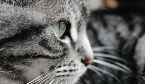 Staring Photo