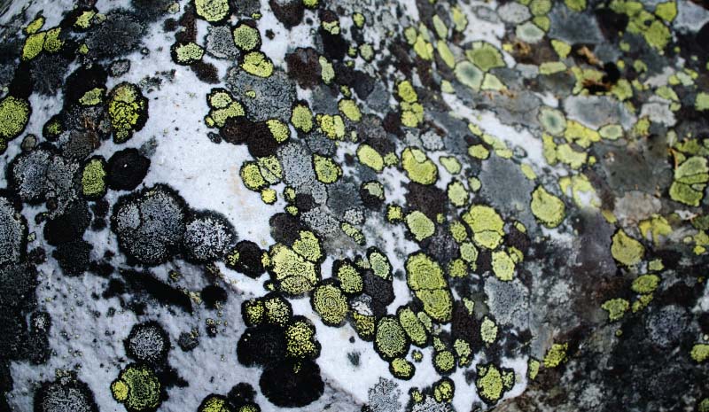 Lichen